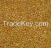 Yellow MILLET from Ukraine