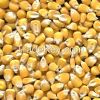 Yellow CORN from Ukraine