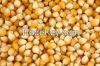 Quality Grade 1 Yellow Corn & White Corn/maize for Human & Animal fee..