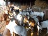 100% Full Blood Boer Goats, Live Boer Goats Ready For Export