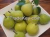 Fresh Sweet pears for new season And Human consumption