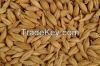 Sell Feed barley