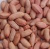 Sell peanuts/groundnuts