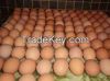 Fresh Brown Chicken Eggs