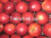 Delicious Red Apple and Royal Gala Apple