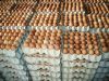 Fresh Brown and White Eggs chicken table eggs