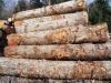 WHITE & RED OAK LOGS-SAWN AND VENEER GRADE