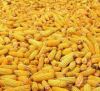 Fresh and Dry Yellow Corn and Maize