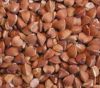 Buckwheat Grain Best Quality