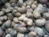 Sell Grade A High Quality Raw and Semi Processed Cashew Nut from Nigeria