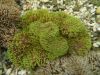 GIANT CARPET ANEMONE