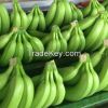 Banana Cavendish