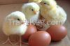 Broiler hatching eggs Cobb 500 , Ross 308 and Fresh table eggs