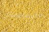 Yellow millet