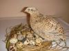We sell Quail Eggs and Quail Meat