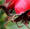 Rosehips