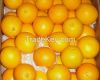 FRESH HARVEST SWEET NAVAL / VALENCIA ORANGES