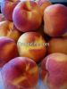 FRESH HARVEST Fresh gala apple fruit, SWEET NAVAL / VALENCIA ORANGES