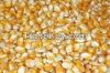 yellow maize corn