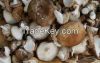 Japan Standard Dried Mushroom(Shiitake)