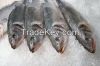 Frozen Horse Mackerel Fish Sea Food