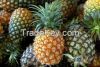 Fresh Pineapples