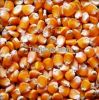 Oil Seeds, Jatropha Seeds, Hybrid Seeds, Melon Seeds, Whole Popy Seeds, yellow corn, Rape Seeds