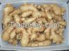 Fresh Ginger/Varieties Of Ginger, Young/mature Fresh ginger