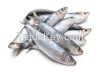 Quality Frozen Sardines Fish