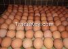 Fresh White And Brown eggs