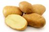 High Quality Fresh Bintje Potatoes