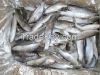 GREY MULLET FISHS