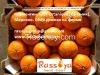 Fresh  CLEMENTINE (mandarin) - harvest 2016, Morocco