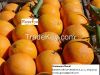 Fresh  ORANGES - harvest 2016, Morocco