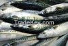 Frozen Pacific Mackerel , Frozen Atlantic Salmon (Salmo salar) , Whole Frozen Atlantic Herring , Frozen Atlantic Mackerel