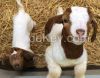 Boer, Anglo-Nubians, Saanen Goats available for Sale