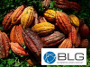 Ecuadorian Cocoa beans