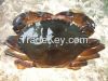 Soft Shell Crab Whole Round ( alive processed )