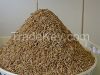 Cumin Seeds