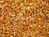 Price of Yellow Corn for Human Comsuption