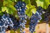 BULK BLACK INDIAN GRAPES