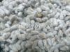 Best Quality Cotton Seed