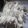 Natural Horse Tail Hair for sale