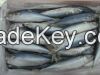 Fresh Frozen sardine fish, mackerel fish, moroccos, sardine seafood fish for sale