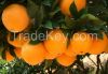 orange, pomelo, fruit, honey pomelo, citrus, fresh fruit, 