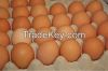 Fertile, Exotic & Fresh Parrot Eggs