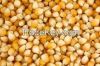 Yellow Corn, Teff Grains, Quality Quinoa