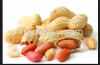 Blanched peanut kernels, peanuts in shell, roasted peanut inshell