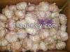 Chinese Fresh Garlic with High Quality for Sale