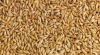 Barley Grains